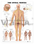 Human Spinal Nerves Anatomical Chart